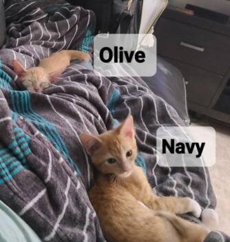 Olive -  Domestic Short Hair Cat for Adoption in Alafaya, Florida - Olive | PetCurious
