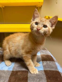 Benjamin -  Domestic Short Hair Cat for Adoption in Maryville, Missouri - Benjamin | PetCurious
