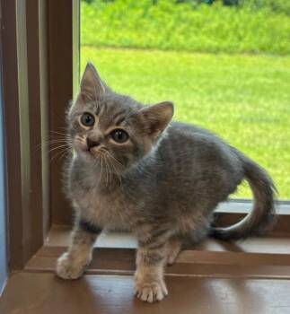 Bowser -  Domestic Short Hair Cat for Adoption in Little Rock, Arkansas - Bowser | PetCurious