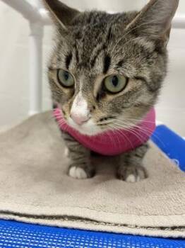 Toffee -  Domestic Short Hair Cat for Adoption in Largo, Florida - Toffee | PetCurious