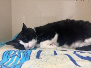 Bic -  Domestic Short Hair Cat for Adoption in Winnipeg, Manitoba - Bic | PetCurious