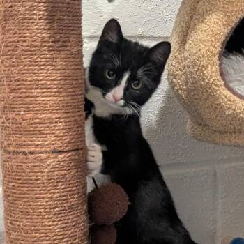 Domestic Short Hair Cats Available for Adoption in Reisterstown, Maryland - Crackle | PetCurious