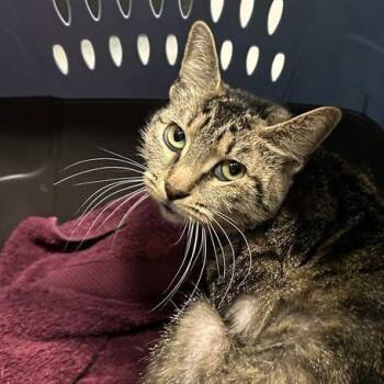 Domestic Short Hair Cats Available for Adoption in Port Townsend, Washington - Interplanet Janet | PetCurious