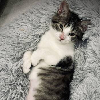 Rescue Domestic Short Hair Cats for Adoption in Fort Worth, Texas - Skye | PetCurious