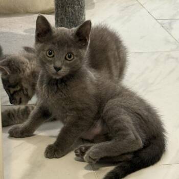 Pillow -  Domestic Short Hair Cat for Adoption in La Grange, Kentucky - Pillow | PetCurious