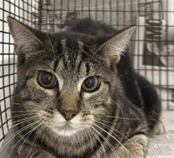 Rescue Domestic Short Hair Cats for Adoption in Fort Lauderdale, Florida - A2449654 | PetCurious