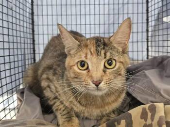 Domestic Short Hair Cats Available for Adoption in Fort Lauderdale, Florida - MOM 1 | PetCurious
