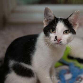 Rescue Domestic Short Hair Cats for Adoption in Ballwin, Missouri - Sagittarius | PetCurious