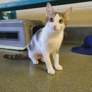 Sadie -  Domestic Short Hair Cat Available for Adoption - Sadie | PetCurious