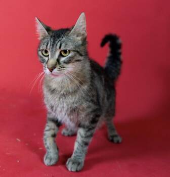 Bonnie -  Tabby Cat for Adoption in Little Falls, Minnesota - Bonnie | PetCurious