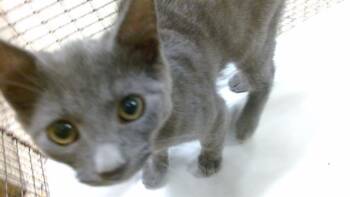 Domestic Short Hair Cats Available for Adoption in Doral, Florida - KISMET | PetCurious