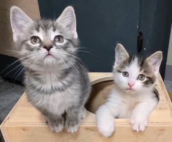 Domestic Short Hair Cats Available for Adoption in Minneapolis, Minnesota - Jolly | PetCurious