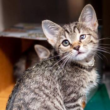 Domestic Short Hair Cats Available for Adoption in Hattiesburg, Mississippi - Ice Cream | PetCurious