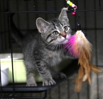 Mokara -  Maine Coon and Domestic Medium Hair Cat for Adoption in Cut Bank, Montana - Mokara | PetCurious