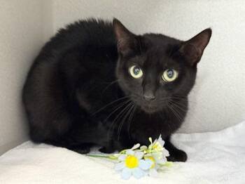 Silvie -  Domestic Short Hair Cat for Adoption in New York, New York - Silvie | PetCurious