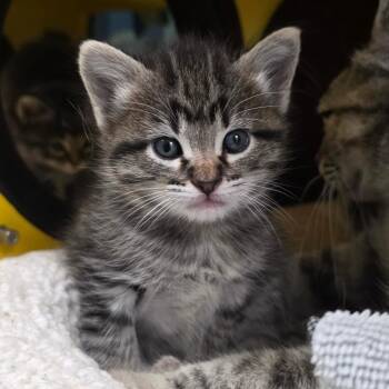 Domestic Short Hair Cats Available for Adoption in Abilene, Texas - Orla | PetCurious