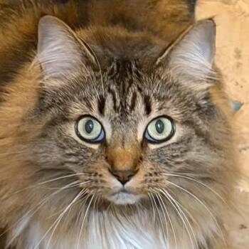 Pesto -  Domestic Long Hair Cat for Adoption in Crystal Lake, Illinois - Pesto | PetCurious