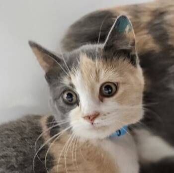 Rescue Domestic Short Hair Cats for Adoption in Verona, Wisconsin - Beauty | PetCurious
