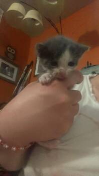 Mila -  Domestic Short Hair Cat for Adoption in Crookston, Minnesota - Mila | PetCurious