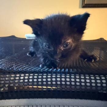 2Pawc -  Domestic Short Hair Cat for Adoption in Bentonville, Arkansas - 2Pawc | PetCurious