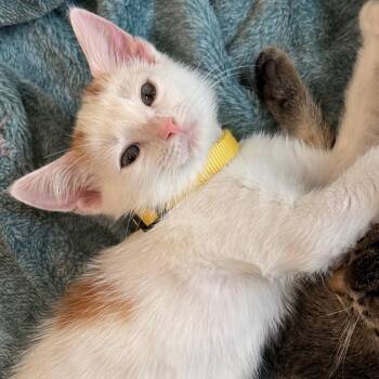 Dipper -  Domestic Short Hair Cat for Adoption in Huntsville, Alabama - Dipper | PetCurious