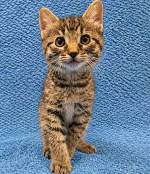 Domestic Short Hair Cats Available for Adoption in Rockwall, Texas - Quintessa | PetCurious
