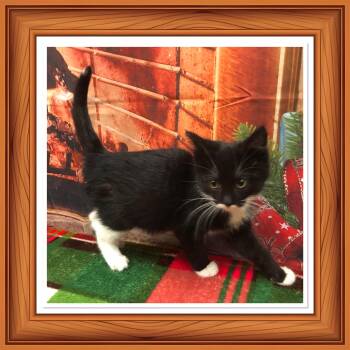 Rescue Domestic Short Hair Cats for Adoption in Buckhannon, West Virginia - PRIVATE | PetCurious