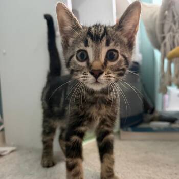 Cody -  Domestic Short Hair Cat for Adoption in Pittsburgh, Pennsylvania - Cody | PetCurious