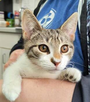 Rescue Domestic Short Hair Cats for Adoption in Canfield, Ohio - MICHAEL | PetCurious