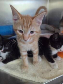 Roo -  Calico Cat for Adoption in Liverpool, New York - Roo | PetCurious