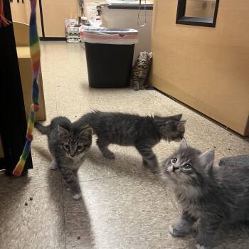 Zebra & Tiger -  Domestic Short Hair Cat for Adoption in Worcester, Massachusetts - Zebra & Tiger | PetCurious