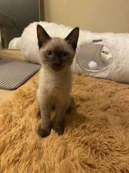 Isla -  Domestic Short Hair and Siamese Cat Available for Adoption in Glendale, Arizona - Isla | PetCurious