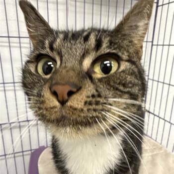 Echo -  American Shorthair Cat for Adoption in Reno, Nevada - Echo | PetCurious