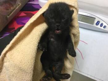 Domestic Short Hair Cats Available for Adoption - SPRING | PetCurious