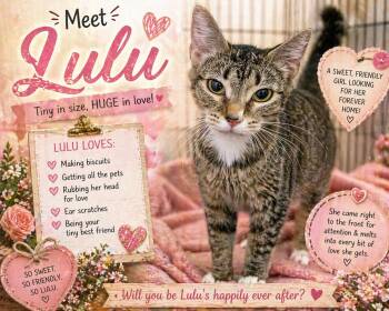 Tabby and Tuxedo Cats Available for Adoption in Greenville, Delaware - Lulu (FCID# 04/16/2026 - 17 Trainer) | PetCurious