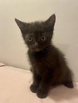 A1795119 -  Domestic Short Hair Cat for Adoption in Colorado Springs, Colorado - A1795119 | PetCurious