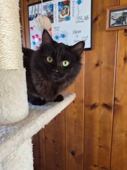 Domestic Long Hair Cats Available for Adoption - C309 Litter Freya | PetCurious