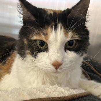 Calypso -  Domestic Short Hair Cat for Adoption in Austin, Texas - Calypso | PetCurious