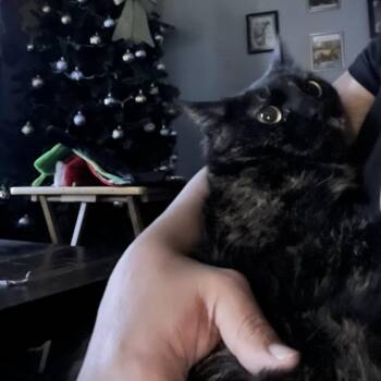 American Shorthair Cats Available for Adoption in South Elgin, Illinois - Miracle - Home To Home | PetCurious
