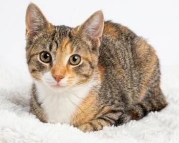 Rue -  Domestic Short Hair and American Shorthair Cat for Adoption in Bedford, Indiana - Rue | PetCurious