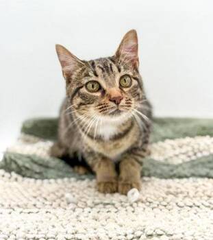 Domestic Short Hair Cats Available for Adoption in Bowling Green, Kentucky - Happy | PetCurious