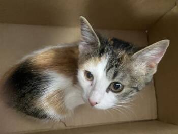 JERICA -  Domestic Short Hair Cat for Adoption in Dallas, Texas - JERICA | PetCurious