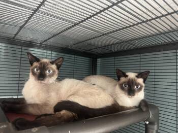 Latte & Mocha -  Siamese and Domestic Short Hair Cat for Adoption in Cypress, California - Latte & Mocha | PetCurious