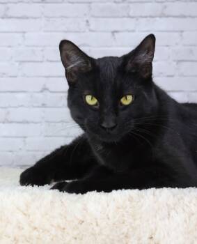 Rescue Domestic Short Hair Cats for Adoption in Ashland, Kentucky - Dopey | PetCurious