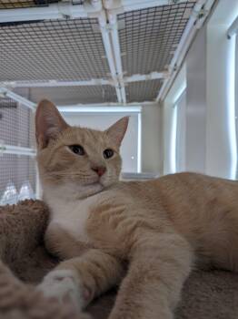 Rescue Domestic Short Hair Cats for Adoption in Altoona, Pennsylvania - Cod | PetCurious