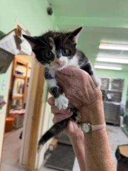 Buttercup -  Domestic Short Hair and American Shorthair Cat for Adoption in Bedford, Indiana - Buttercup | PetCurious