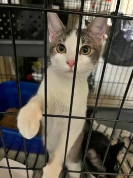 Rescue Domestic Short Hair Cats for Adoption in Morton Grove, Illinois - Flowers | PetCurious