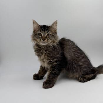 Tenor -  Domestic Long Hair Cat for Adoption in State College, Pennsylvania - Tenor | PetCurious