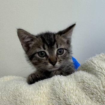 Frisbee -  Domestic Short Hair Cat for Adoption in Richmond, Virginia - Frisbee | PetCurious