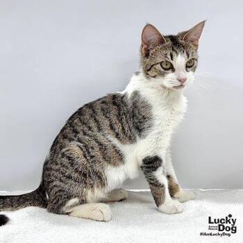 Domestic Short Hair Cats Available for Adoption in Washington, District Of Columbia - Hulu | PetCurious